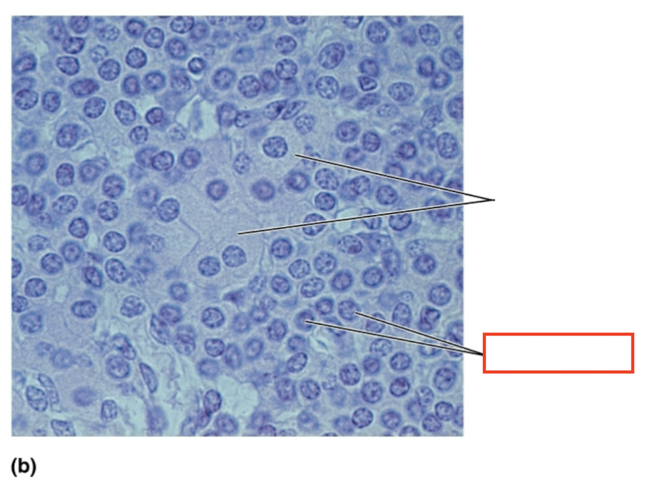 <p>What structure is highlighted?</p>