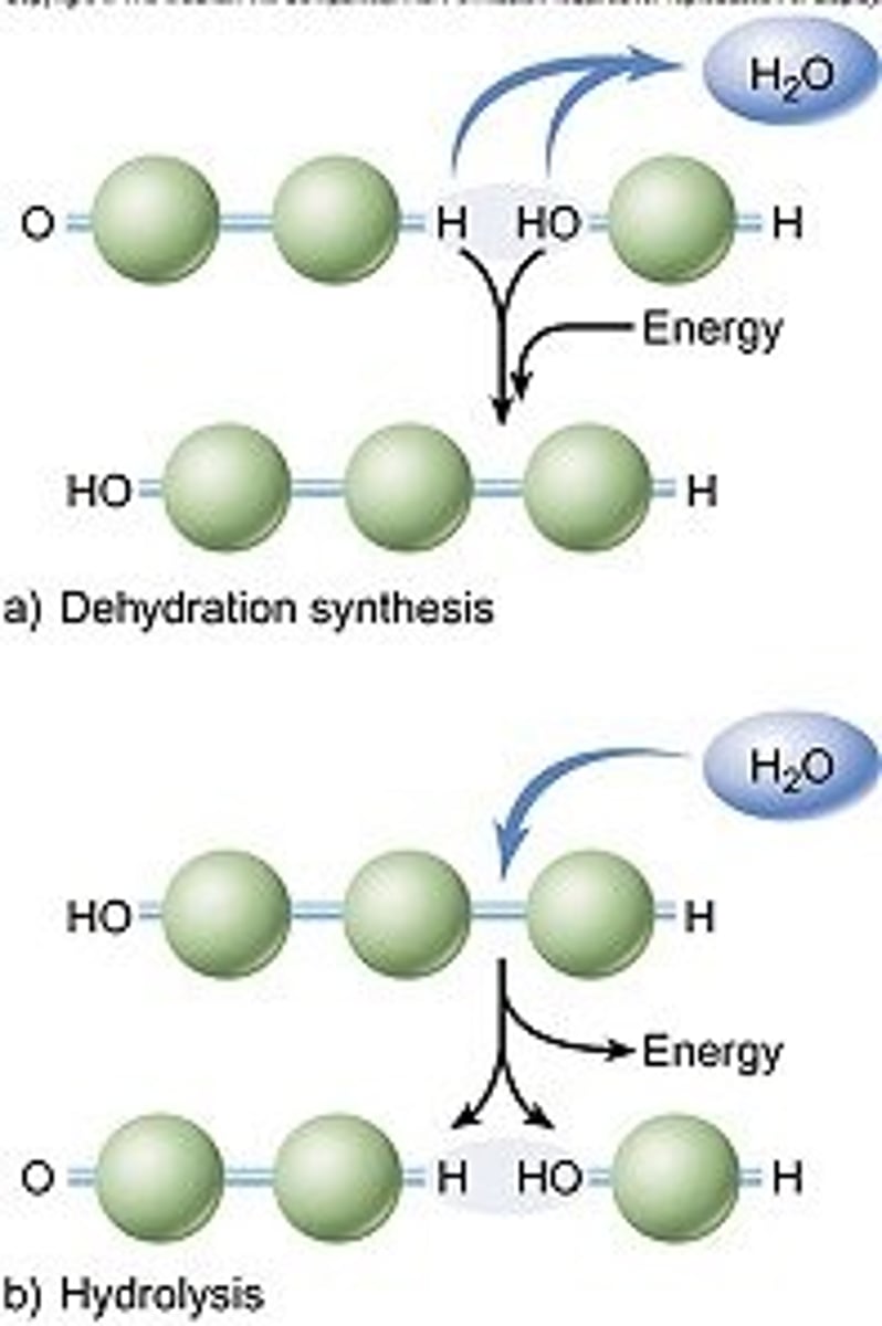 <p>condensation MAKES bonds (water releasing)</p><p>[ANABOLIC reactions BUILD molecules (e.g. photosynthesis)]</p><p>hydrolysis BREAKS bonds (water splitting)</p><p>[CATABOLIC reactions break down molecules (e.g. digestion)]</p>