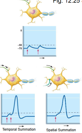 <ul><li><p>multiple ESPs can summate, depolarizing a large area of the membrane</p></li><li><p>if the summed depolarization reaches threshold at the axon hillock, an action potential occurs</p></li></ul><p></p>