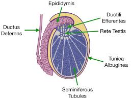<p>seminiferous tubules</p>