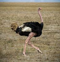 <p>Ostrich</p>