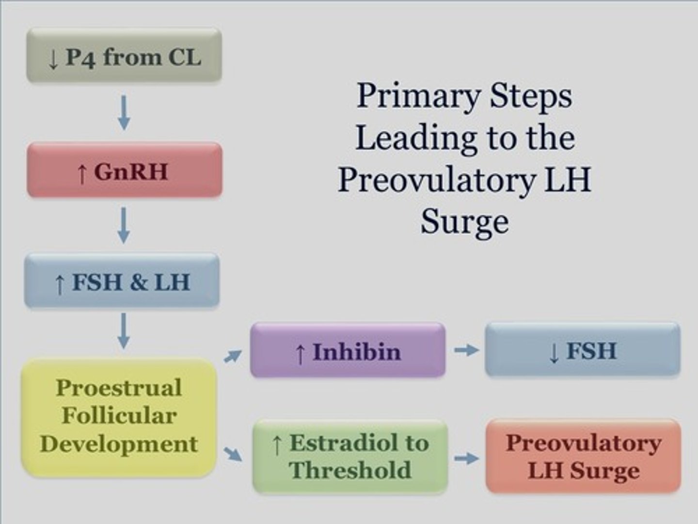 <p>triggers ovulation +luteinization of corpus lutetium from remaining cells in the ovary to produce progesterone</p>
