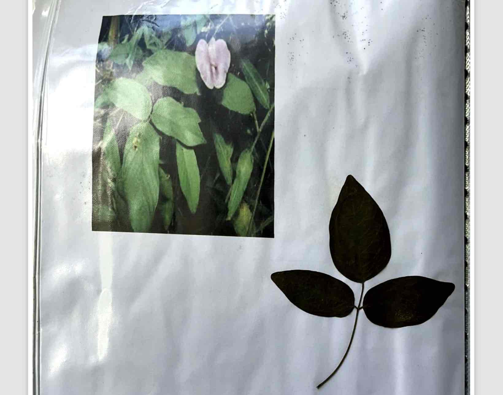 term image