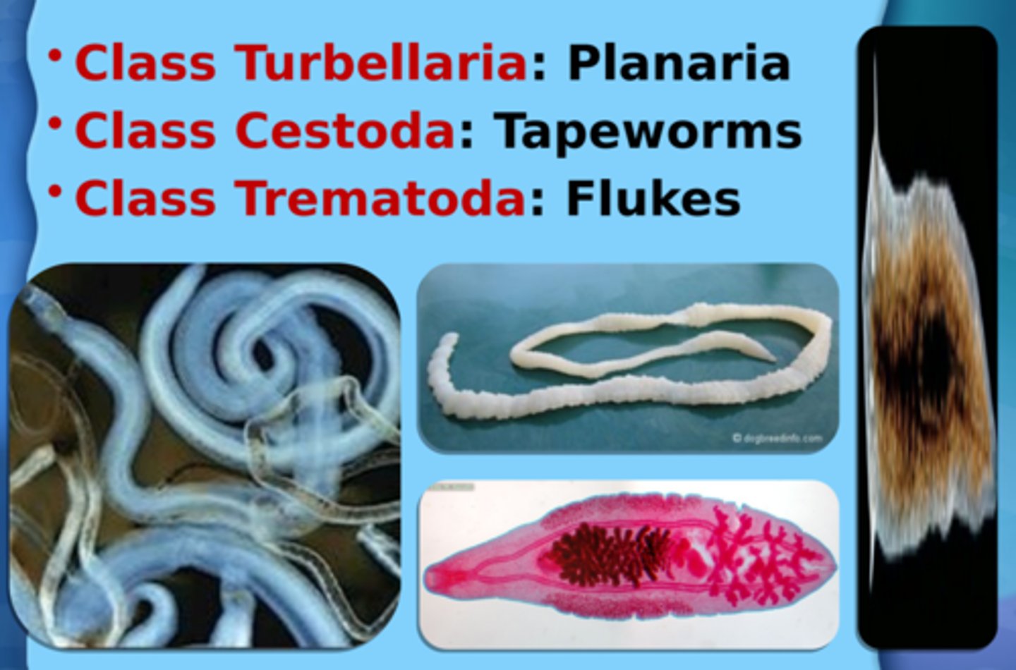 <p>Class Turbellaria - planarians, Class Cestoda - tapeworms, Class Trematoda - flukes</p>