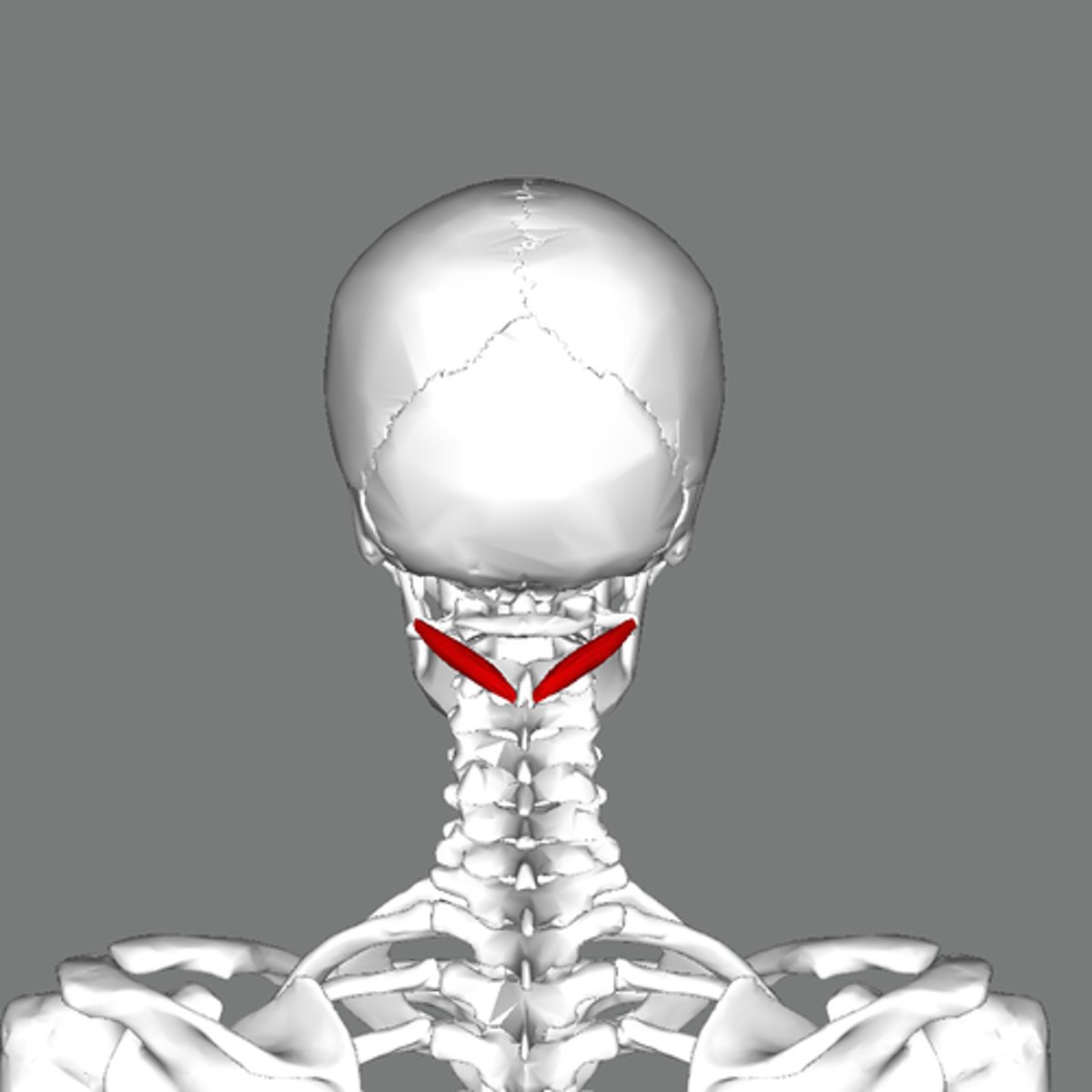 <p>inferior obliquus capitis</p><p>origin</p><p>insertion</p>