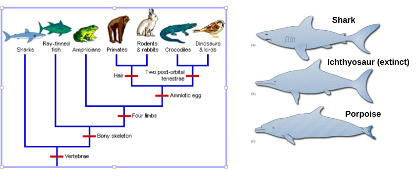 <p><span>a character state that has independently evolved two or more times, or similarity that is NOT from common ancestry (often convergent evolution)</span></p>