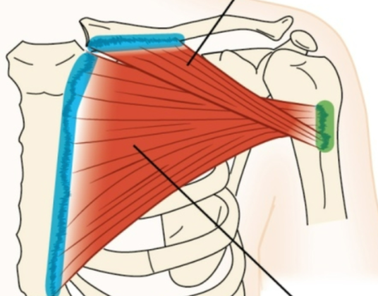 <p>Deltoid</p>