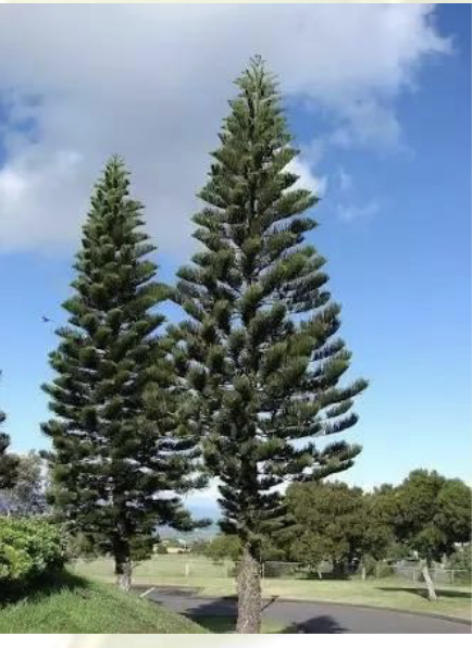 <ul><li><p><span style="background-color: transparent;"><span>Largest group&nbsp;</span></span></p></li></ul><p><span style="background-color: transparent;"><span>Characteristics:</span></span></p><ul><li><p><span style="background-color: transparent;"><span>Woody secondary growth</span></span></p></li><li><p><span style="background-color: transparent;"><span>Dominant tree species in very northern locations</span></span></p></li><li><p><span style="background-color: transparent;"><span>Needle-shaped growth</span></span></p></li><li><p><span style="background-color: transparent;"><span>Evergreen persistent foliage in many species</span></span></p></li></ul><p><span style="background-color: transparent;"><span>Families: Pinaceae, Cupressacea, Taxaceae</span></span></p>