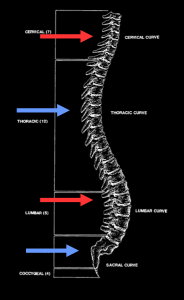 <ul><li><p>thoracic and sacral regions are concave anteriorly (thoracic/sacral kyphosis)</p></li><li><p>cervical and lumbar regions are convex anteriorly (cervical/lumbar lordosis)</p></li></ul><p></p>