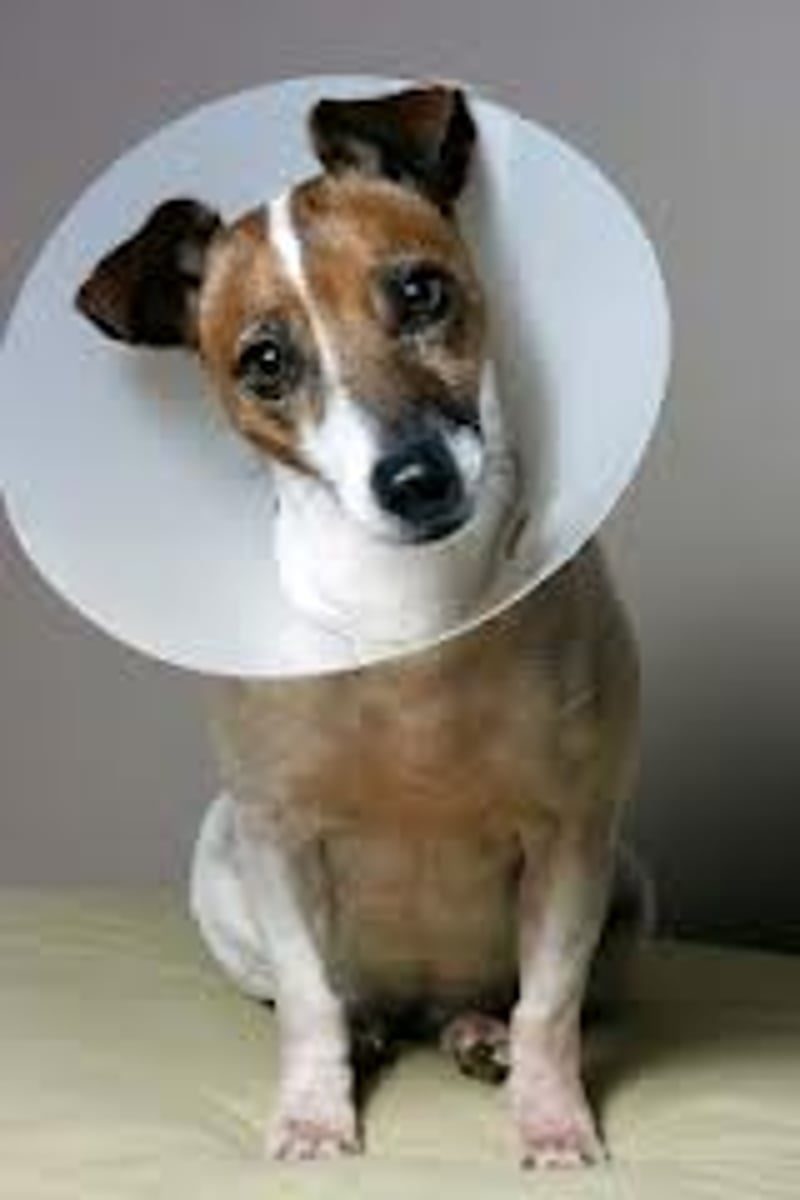 <p>A circular plastic shield, resembling a lampshade, that encircles the neck and extends to the end of the muzzle. It prevents the animal from chewing at it's bandages</p>