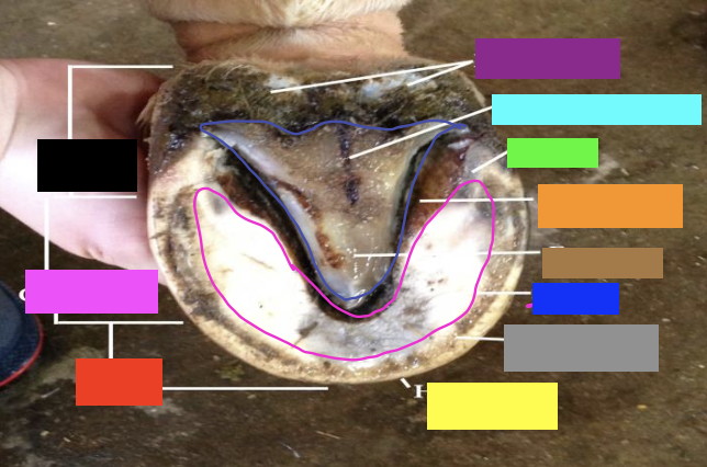 <p>what region of the hoof is the black box?</p>