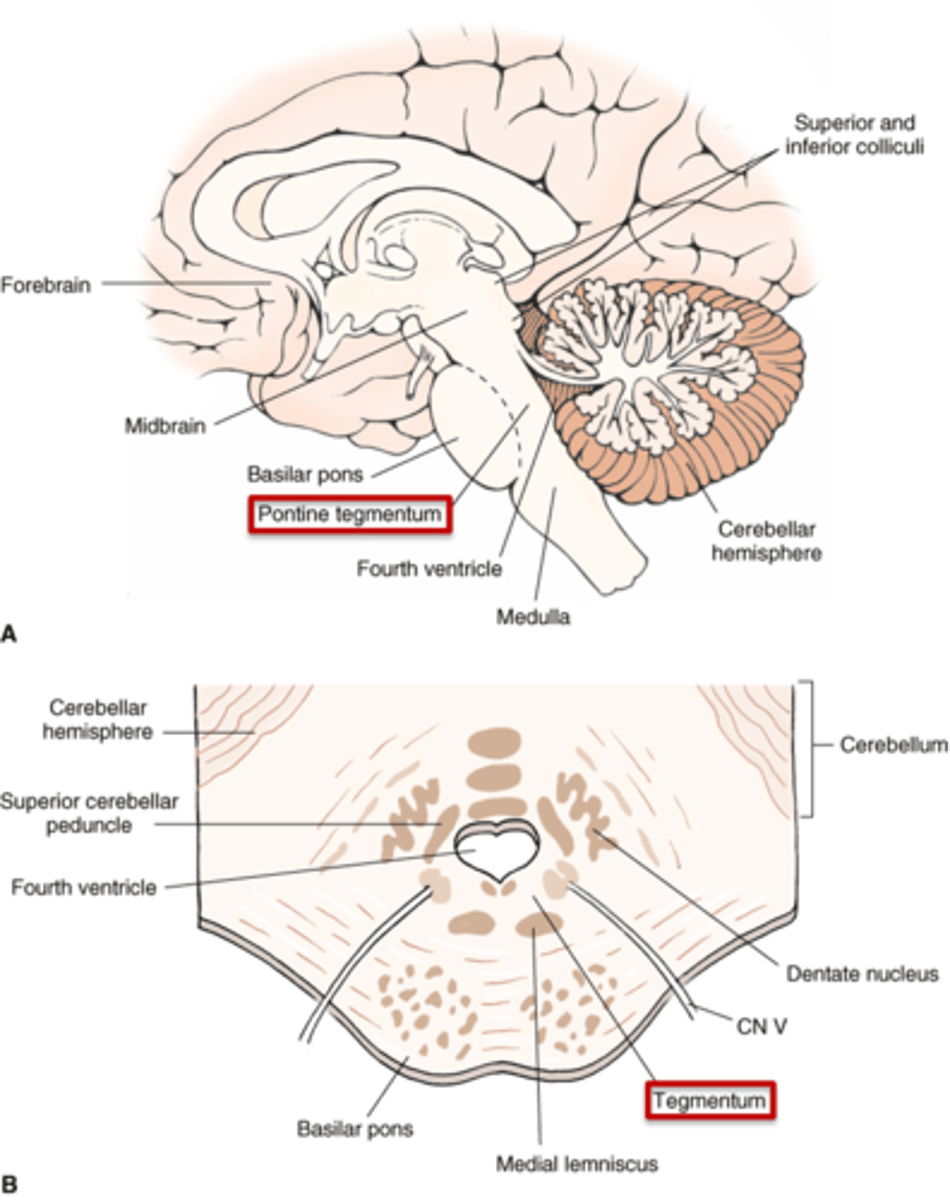 <p>tegmentum</p>