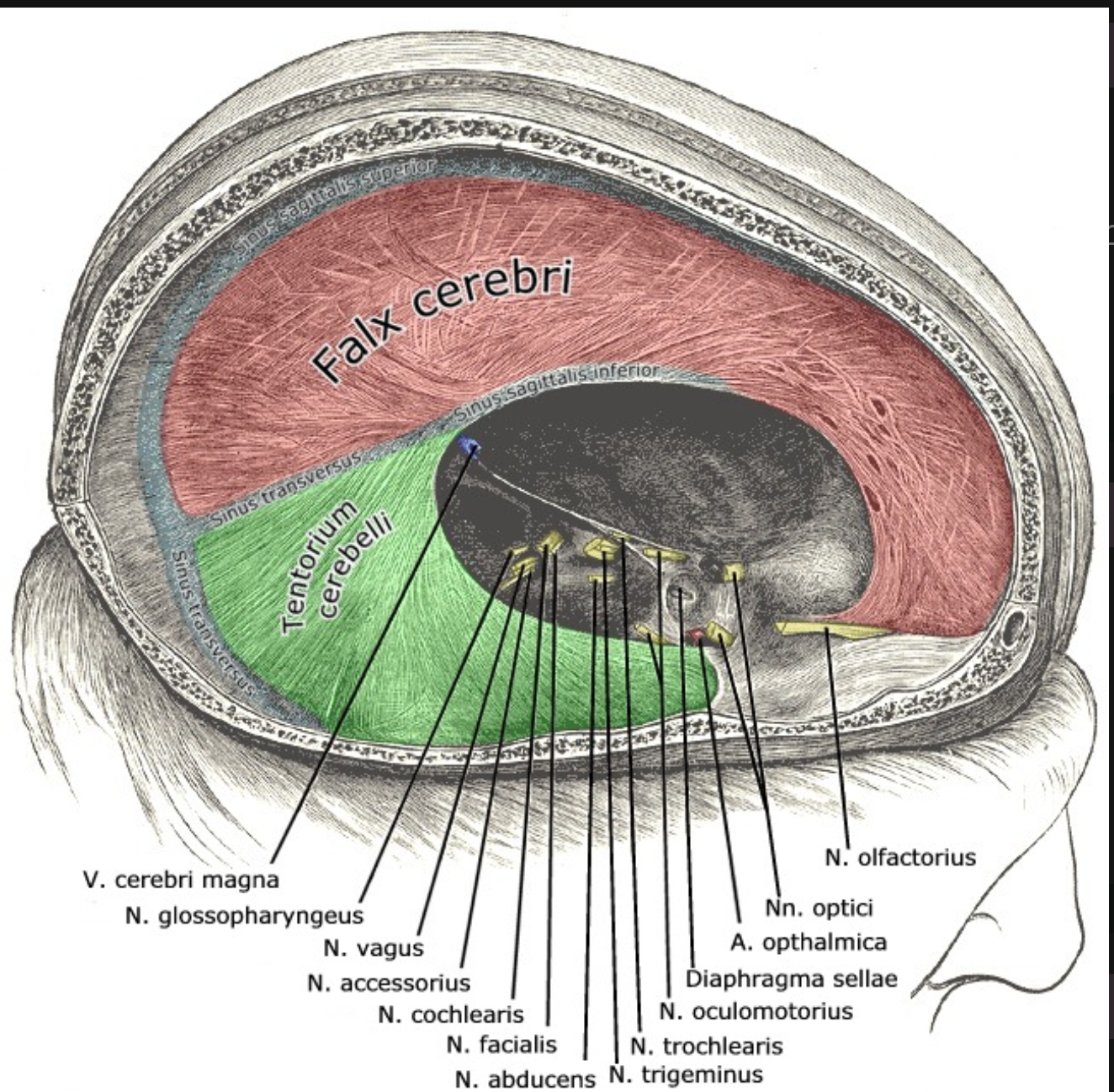 <p>Portion of the meningeal dura mater that separates the occipital lobe and cerebellum</p><p>Supportive structure located at the posterior cerebrum (Where the cerebellum is located)</p>