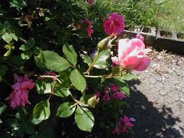 <p><span>Rosa spp. / Landscape/Shrub Rose cv.</span></p>