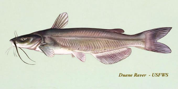 <p>Channel Catfish</p>