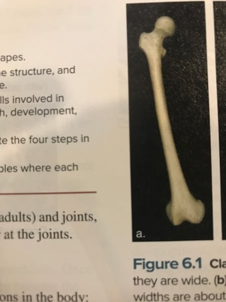 <p>longer than they are wide (femur)</p>