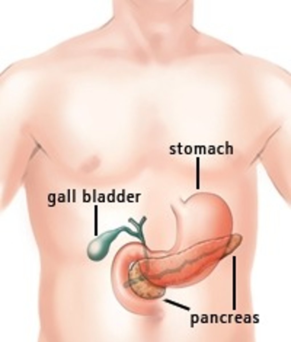 <p>Pancreas</p>