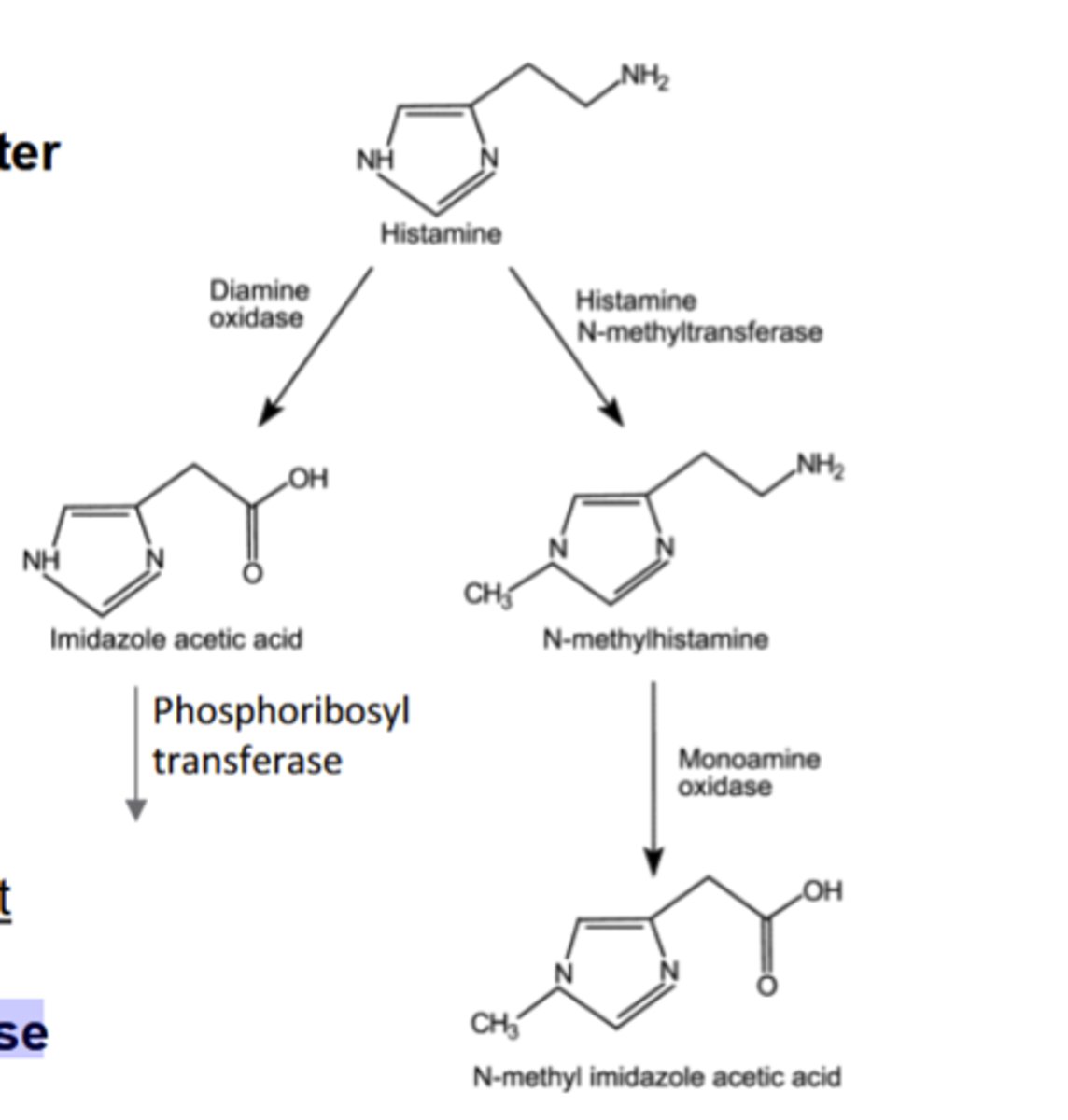 <p>1)Histamine-N-methyltransferase, then monoamine oxidase (primary method, terminates histamine signaling in synaptic cleft)</p><p>2)Diamine Oxidase, then phosphoribosyl transferase (less common)</p>