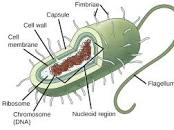 <p>Prokaryote Cells </p>