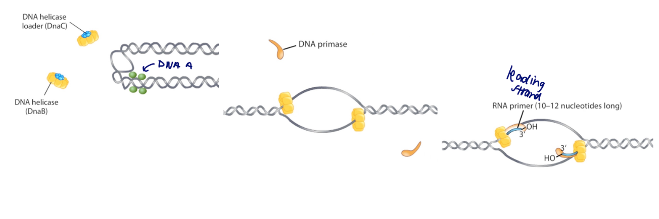 <ul><li><p>precisely timed in function of cell growth (div and rep are linked)</p></li><li><p>DnaA bound to ATP accumulates during growth, binds to region near oriC</p></li><li><p>triggers the initiation of replication by looping and partially unwinding the DNA (replication bubble)</p></li><li><p>allows replisome to assemble</p></li><li><p>Within the replication bubble, DnaC (helicase loader) loads </p><p>DnaB (helicase) onto each single stranded template.</p></li><li><p>DnaB recruits DnaG (primase)</p></li><li><p>primase synthesizes a short RNA primer against each template strand</p></li><li><p>completes with DNA pol III and sliding clamp</p></li></ul>
