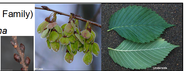 <p>Ulmaceae</p><p>Ulmus americana</p>