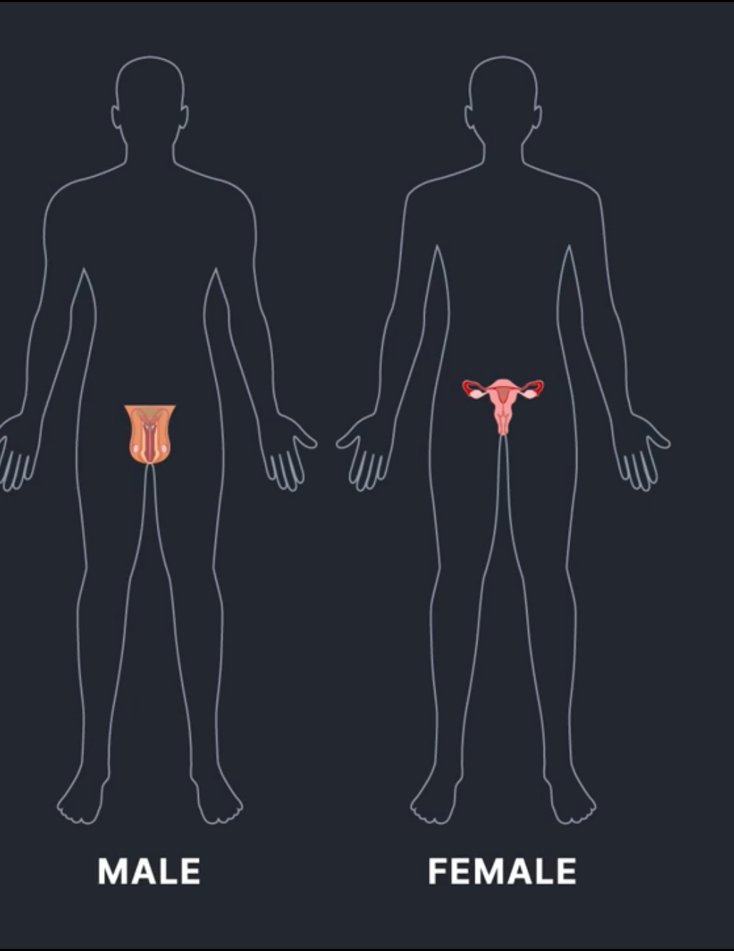 <p>What type of organ system is this?</p>