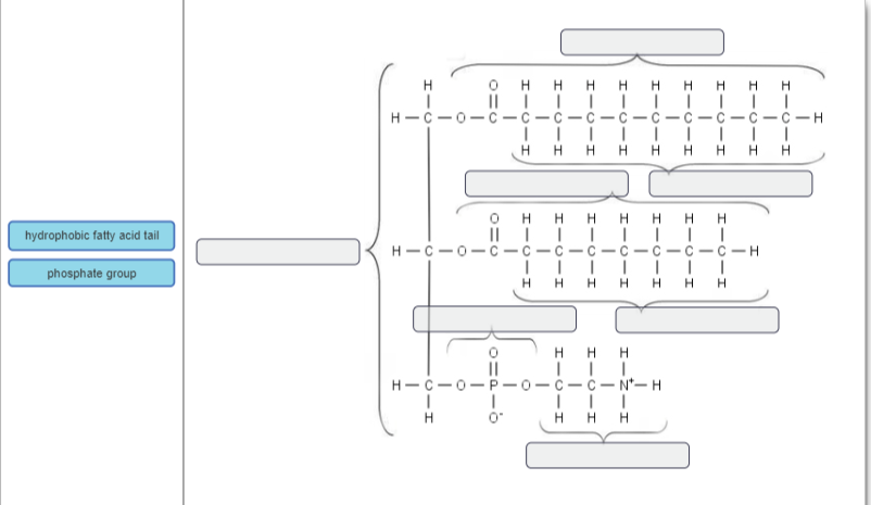 \
Identify the hydrophobic fatty acid tail region(s) and the phosphate group of the phospholipid shown. Leave labels that do not correspond to either region blank.