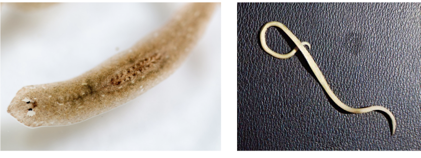 <p>flatworms- cestodes, trematodes </p><p>round worms- </p>