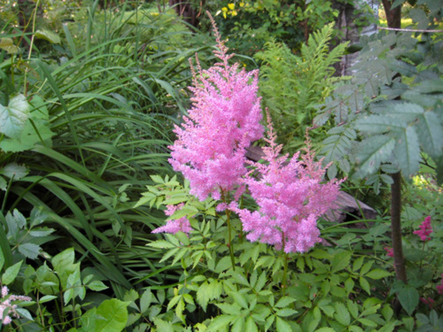 <p>-Serrated leaves</p>