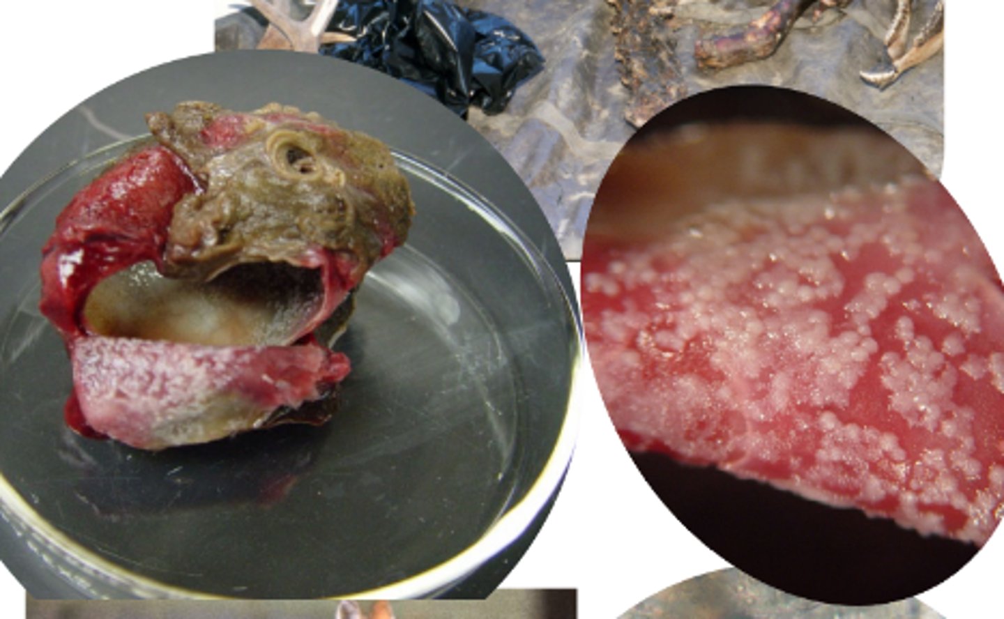 <p>What parasite causes this (cysts on elk)?</p>