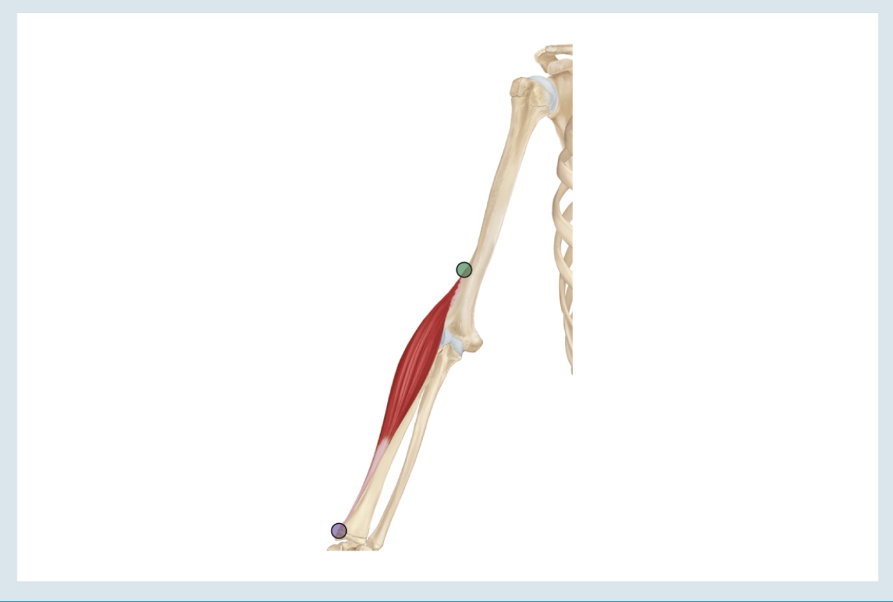 <p>Action : flexion ( &amp; supination &amp; pronation BUT ONLY GO HALFWAY)</p><p>o : lateral supracondylar ridge of humerus </p><p>i : styloid process of radius </p>