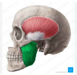 <p>Masseter</p>