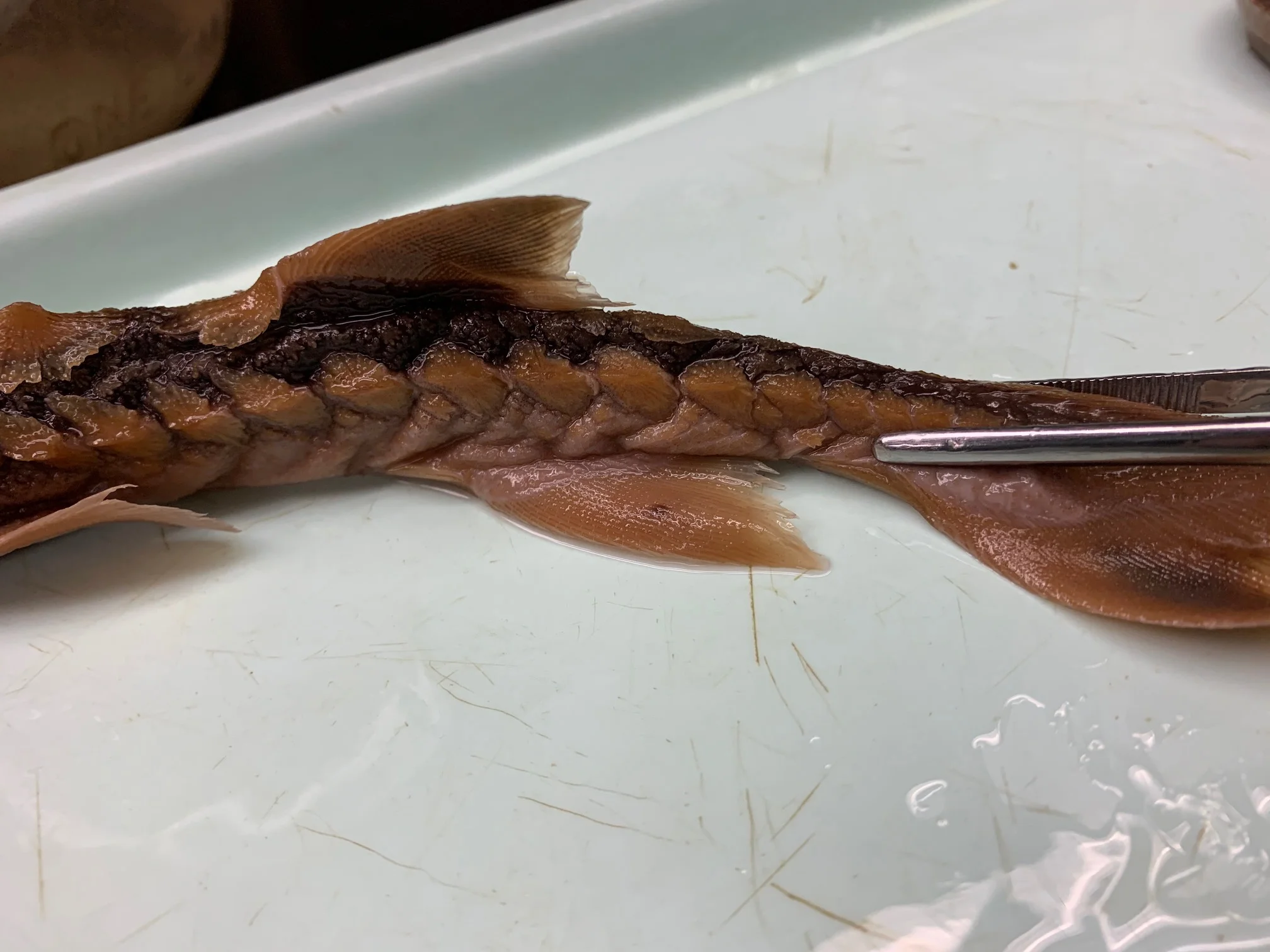 <p>What sturgeon is this?</p>