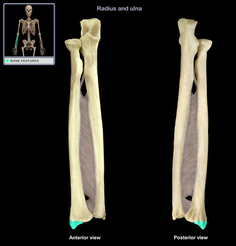 <p>projection on the distal end of radius</p>