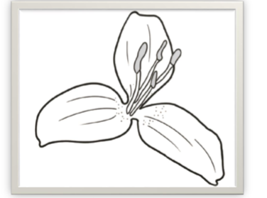 <p>identify the flower and the number of its petals</p>