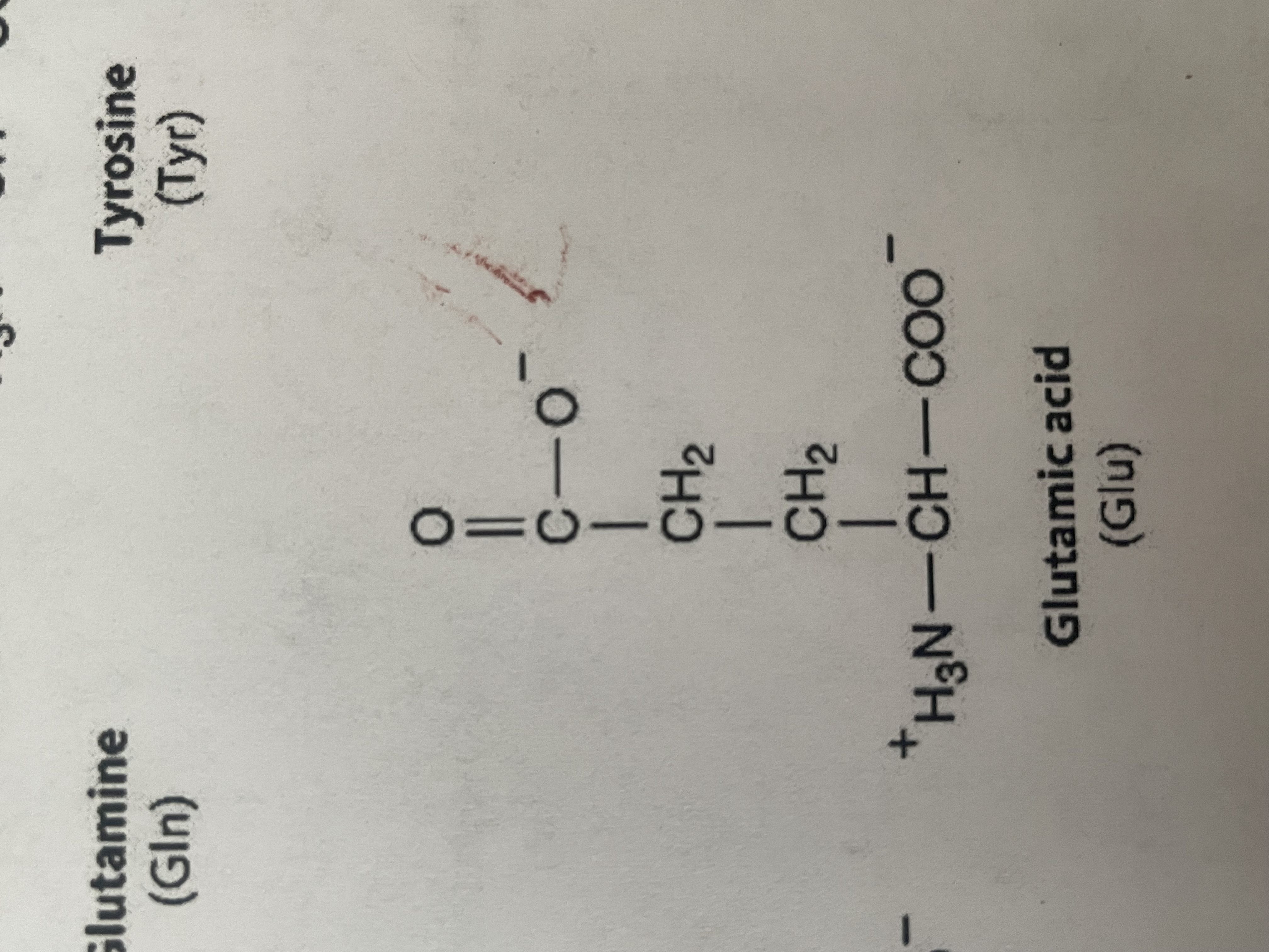 <p>Polar (hydrophobic), acidic amino acid with negative charge - </p>