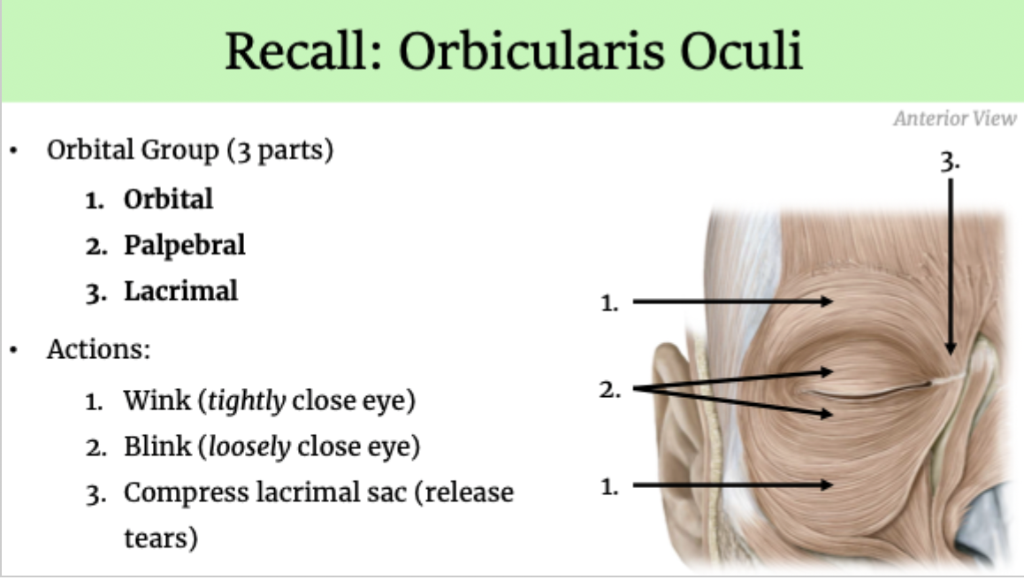 <ul><li><p><u>Innervation</u>: CN VII (temporal for the upper half &amp; zygomatic for the lower half)</p></li><li><p><u>﻿﻿Blood Supply</u>: facial a., superficial temporal a. &amp; ophthalmic a.</p></li><li><p><u>Venous Drainage</u>: facial v.</p></li></ul>