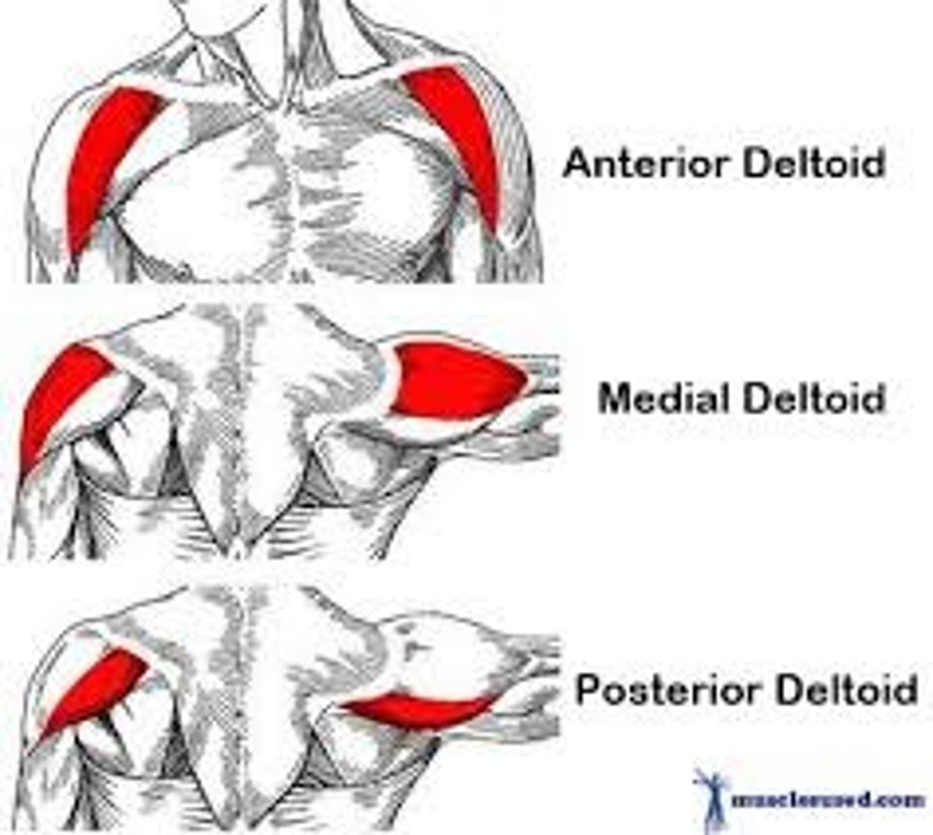 <p>Muscle name: deltoid</p><p>Actions: shoulder abduction by the middle deltoid</p><p>Origin: acromion</p><p>Insertion: of the deltoid tuberosity of the humerus </p>