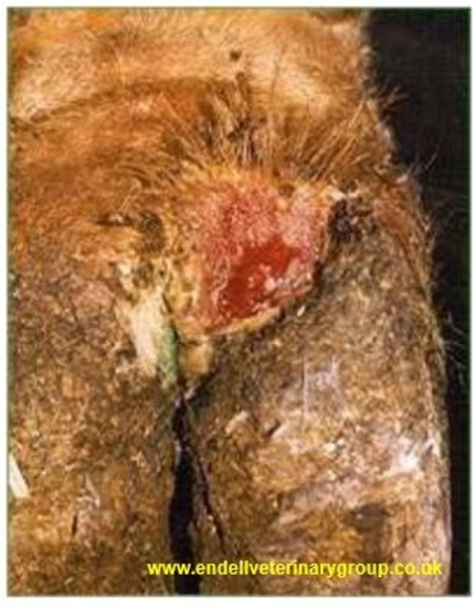 <p>A cow presents reluctant to walk with a bright red lesion. It has sharp demarcation. What do you think is going on here? How do you treat it?</p>