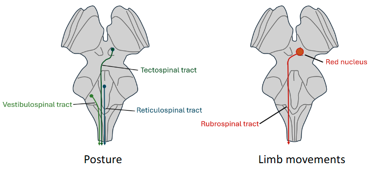 <p>Descending projections from the brainstem control posture and contribute to limb movements</p>