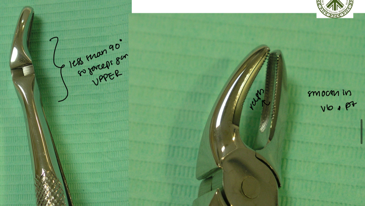 <p>Syndesmotomy and location with straight elevator&nbsp;</p><p>Luxation</p><p>Never rotational movements</p><p>Traction&nbsp;</p><p></p><p>Two thin fragile roots, very close to maxillary sinus, danger of root fracture&nbsp;</p>