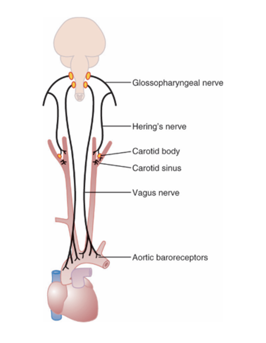 <p>Baroreceptors are nerve endings located in the (2)</p>