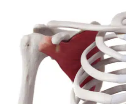 <p>A muscle that medially rotates the arm and stabilizes the shoulder joint.</p>