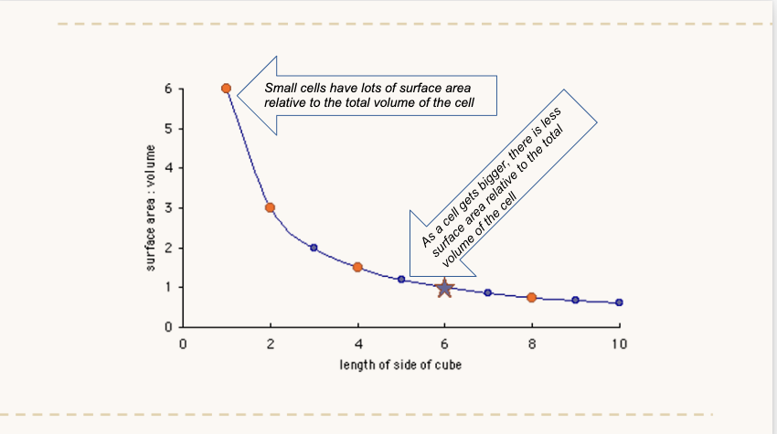 <p>Look and understand graph. </p>