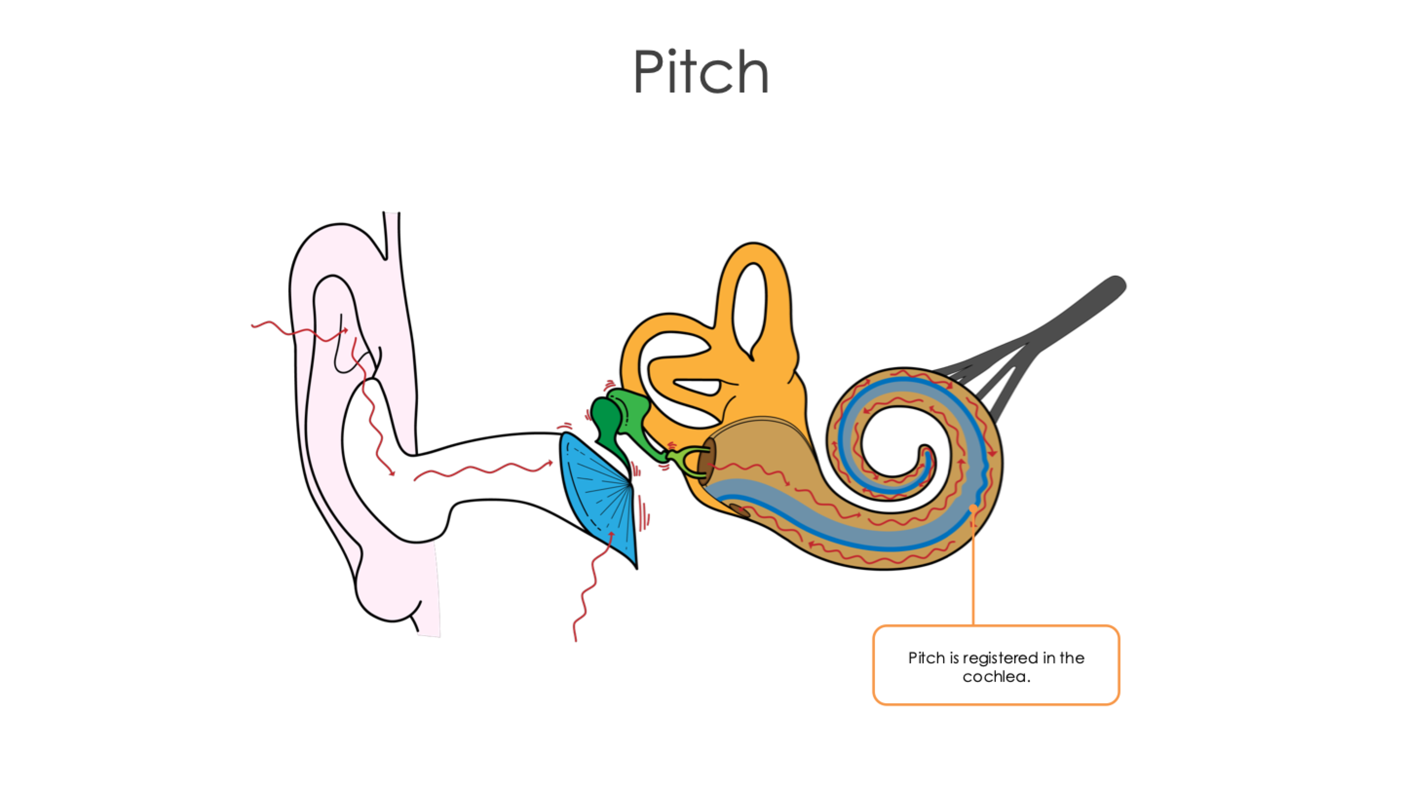 <p>The basilar membrane varies from stiff at its base, where the stirrup meets the cochlea, to floppy at the other end of the cochlea, the apex</p><p>A high-pitched sound sound sets up a traveling wave that peaks sharply at some point along the basilar membrane. The point at which it peaks it identifies the frequency of the sound</p><ul><li><p>Low frequency sounds vibrate hair cells near the apex</p></li><li><p>High frequency sounds vibrate hair cells farther toward the base</p></li></ul><p></p>