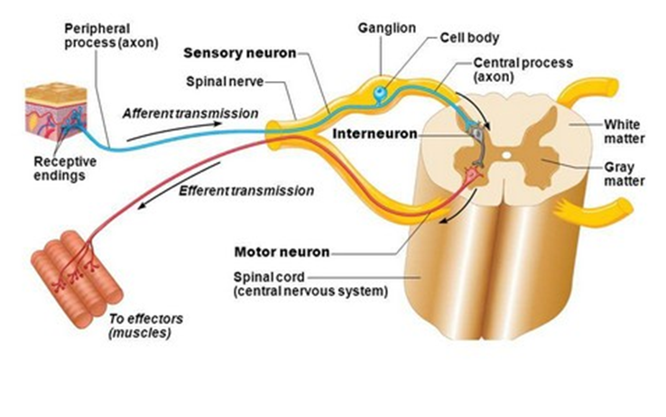 <ul><li><p>Afferent (sensory)</p></li><li><p>Efferent (motor)</p></li><li><p>Interneurons</p></li></ul><p></p>