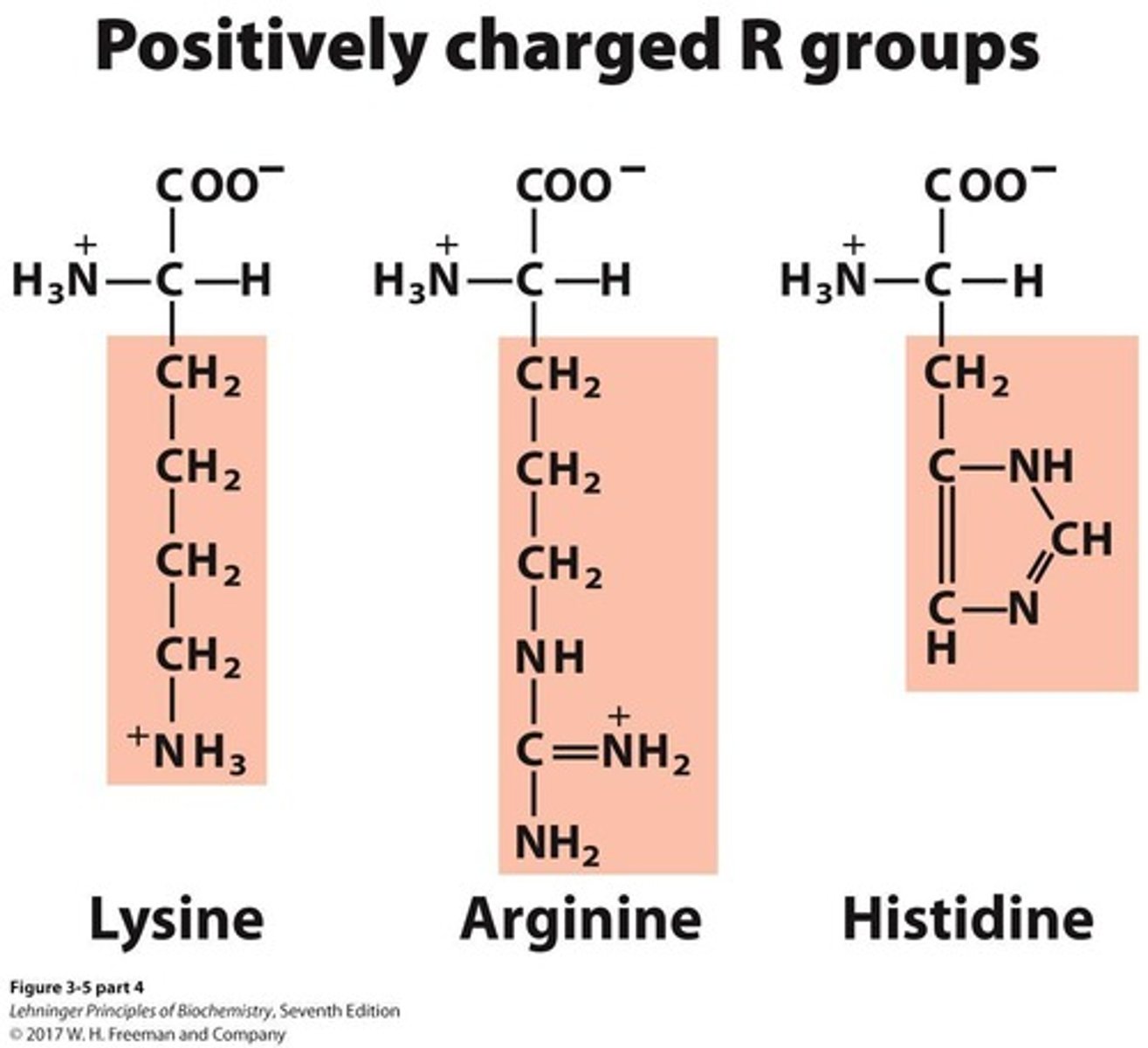 <p>A group of amino acids that includes 3 members.</p>