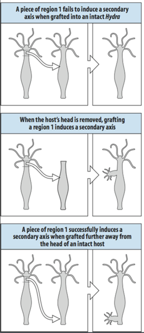 <p><span>The presence of a head inhibitor can be shown by transplanting a piece of region 1 tissue to an intact hydra in the upper part of the body column, as is shown at the top of the slide. Head inhibitor from the existing head will prevent this graft from forming a second head. If the head from the donor is removed however the source of head inhibitor is lost and now a graft at the same position can form a second axis as is indicated in the middle panel. It is expected that the concentration of head inhibitor falls when tissue is further removed from the head. If piece of region 1 tissue is transplanted region 6 at the lower part of the body column, the level of head inhibitor is insufficient to prevent head formation by the graft.</span></p>