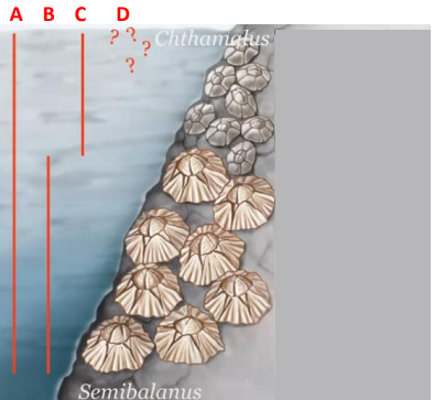 <p>When growing alone, Chthamalus occupies both upper and lower zones.<br>When growing together, Chthamalus occupies upper tidal zone and Semibalanus takes the lower tidal zone.<br>When growing alone, Semibalanus only occupies the lower tidal zone.<br><strong>Which line represents the realized niche of Semibalanus?</strong></p>