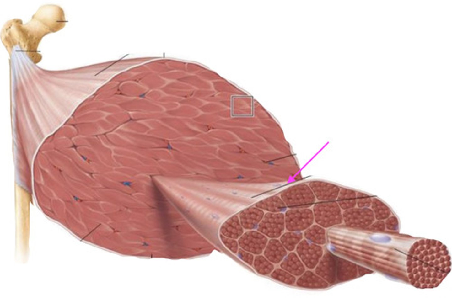 <p>what is this connective tissue called?</p>